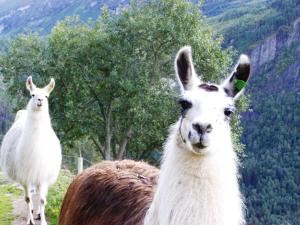 two llamas are standing next to each other at Westerås Gard in Geiranger