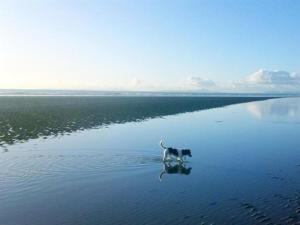um cão parado no meio de um corpo de água em White Ocean em Mawgan Porth