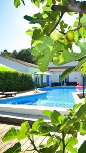 uma vista para uma piscina a partir de uma árvore em La Villa du Menhir Gîte em Bize-Minervois