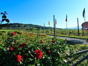 een veld van rode rozen in een wijngaard met vlaggen bij Splendid Holiday Home in Rignano Sull Arno FI with Garden in San Cristoforo a Perticaia