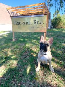un petit chien assis devant un panneau dans l'établissement Fincas del Real, à Colonia del Sacramento