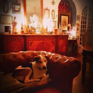 ein Hund, der auf einer Couch im Wohnzimmer liegt in der Unterkunft La Villa des Remparts in Labastide-dʼArmagnac