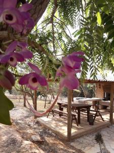 a picnic table and purple flowers in front of a tree at Pousada Natureza in São Thomé das Letras