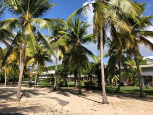 a group of palm trees on a sandy beach at Beautiful Ground Floor, Seaside Studio Flat in Le Moule