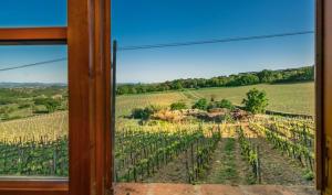 una ventana con vistas a un viñedo en Agriturismo Palazzo Bandino - Wine cellar, restaurant and spa en Chianciano Terme