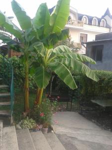 a large banana tree in a yard with plants at Guesthouse on Kabardinskaya 139a in Gagra