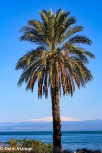 a palm tree on the beach near the ocean at Blue Sky Villa view in Tiberias