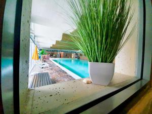a potted plant sitting on a window sill next to a swimming pool at RuheZeit - inclusive Pool & Sauna in Bad Harzburg