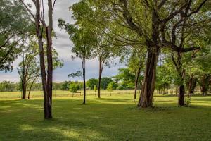 
a tree in the middle of a lush green field at Banyan Tree in Batchelor
