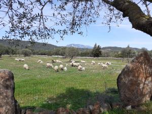 una manada de ovejas pastando en un campo en Agriturismo Pira Pinta, en Dorgali