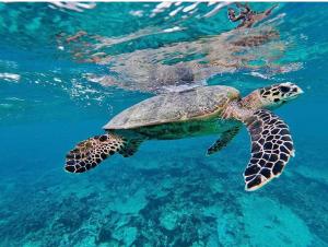 una tortuga marina verde nadando en el agua en Island Break, en Fulidhoo