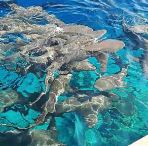 福里德霍的住宿－島嶼度假賓館，一群海豹在水中游泳