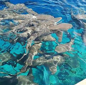Gallery image of Island Break in Fulidhoo +76 photos