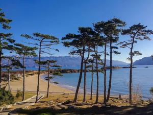 a group of trees on a beach next to the water at Apartmani Mijatović in Lopar