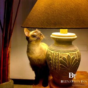 a cat is standing next to a lamp at BUENAVISTA INN in Maiquetía