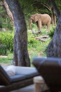 Fotografie z fotogalerie ubytování Simbavati Amani v destinaci Klaserie Private Nature Reserve + 23 fotografií