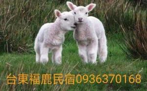 dos corderos blancos parados en un campo de hierba en FuLu home stay, en Chulu