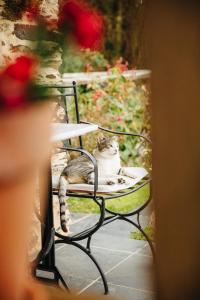 un chat assis sur une chaise dans un jardin dans l'établissement Lugar del Rio, à Couzadoiro