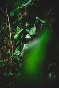 uma luz verde brilha sobre uma planta com folhas em LA TULUMEÑA Boutique Hotel em Tulum