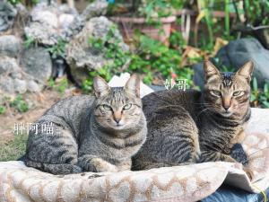 宿泊客と一緒に旺旺部落小木屋に滞在中のペット