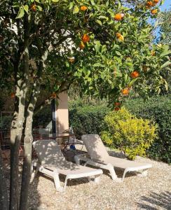 two chairs sitting next to an orange tree at Les Sarments in Le Lavandou