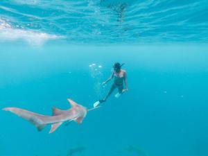 eine Person im Wasser mit einem Hai im Wasser in der Unterkunft White Coral Rasdhoo in Rasdu