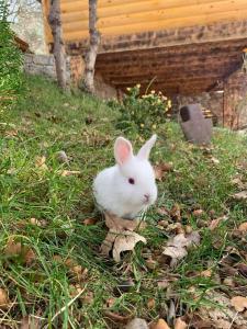 Altri animali domestici presso l'appartamento o nei dintorni