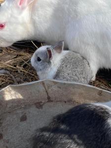Altri animali domestici presso l'appartamento o nei dintorni