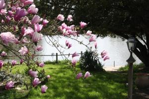 a tree with pink flowers in front of a body of water at L'Auberge du Port des Roches in Luché-Pringé