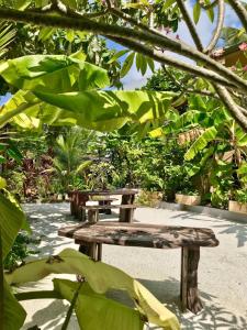 Zahrada ubytování Daisy Cottage Dhangethi