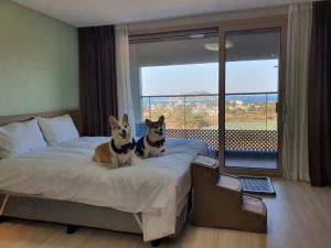 two dogs sitting on a bed in a hotel room at Hi Jeju Hotel in Jeju