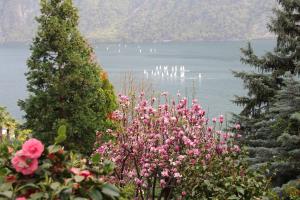 a group of sailboats in the water with pink flowers at Barony Le Pergole holiday apartments Lugano in Lugano