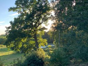 a large tree in a field next to a river at The White Pheasant in Lenwade