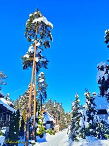 un grupo de árboles con nieve. en Matija LUX Konaci, en Zlatibor