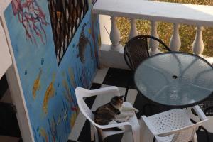 Casa Blanca - Taganga في سانتا مارتا: وجود قطه جالسه على كرسي بجانب طاوله