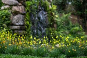 a field of yellow flowers in front of a rock at Carballo Hotel & Spa in Campos do Jordão