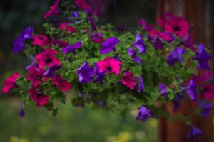a bunch of colorful flowers in a pot at Carballo Hotel & Spa in Campos do Jordão