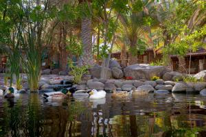 a group of ducks swimming in the water at Redondo de Guayedra in Guayedra
