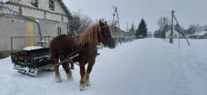 a brown horse pulling a cart in the snow at Dom Piotra in Goniadz