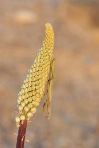 a close up of a stalk of a corn plant at Saronis Hotel in Ancient Epidauros