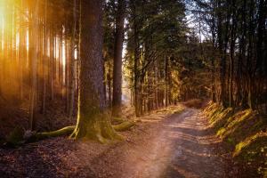 a dirt road in the middle of a forest with trees at Ferienwohnung Am Waldweg in Kaisersesch +7 photos