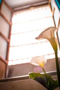 Foto dalla galleria di Casa Lupita Hostel a Guanajuato