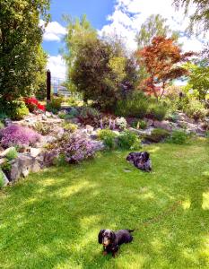 Dois cães pretos numa trela num quintal. em Tailor Made Tekapo Accommodation - Guesthouse & Hostel em Lake Tekapo