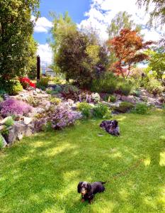 two black dogs on a leash in a yard at Tailor Made Tekapo Accommodation - Guesthouse & Hostel in Lake Tekapo