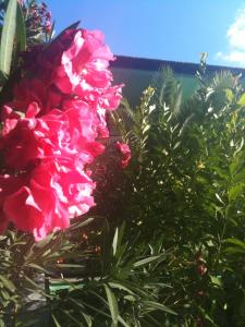 A garden outside Vlachogiannis Hotel