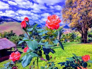 a rose bush with red roses in a park at Casa/sítio na serra em Bom Jardim - RJ in Bom Jardim