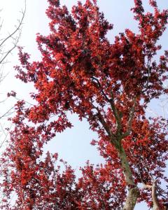 a tree with red leaves in the sky at Country House UNA in Cupra Marittima