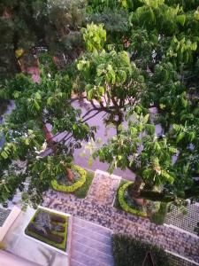 an overhead view of a garden with two trees at EcoHub Hotel Medellin in Medellín