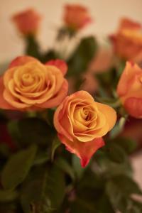 un grupo de rosas naranjas en un jarrón en Hotel Vila Emei, en Maribor