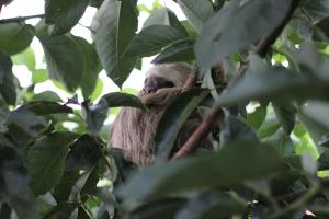 un paresseux est assis dans un arbre dans l'établissement Casona del Valle, à Potrerillos